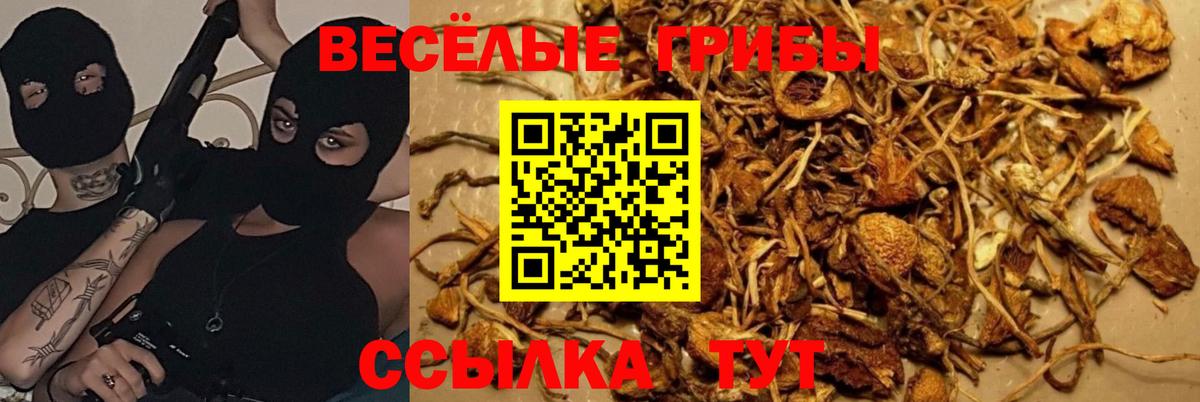 Псилоцибиновые грибы Cubensis  Вход с VPN  Светлоград 